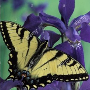 Meet your Posher, Mikayla